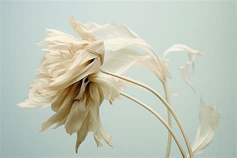 Dried flower plant petal art. | Free Photo - rawpixel