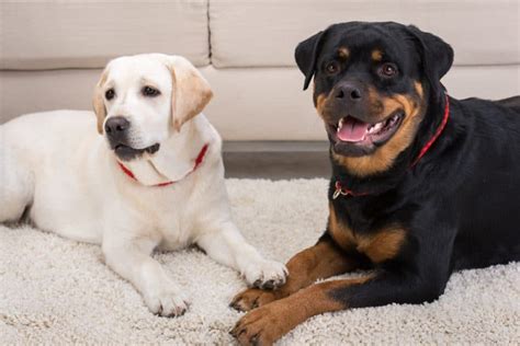 The Ultimate Guide to the Rottweiler Lab Mix - Animalso