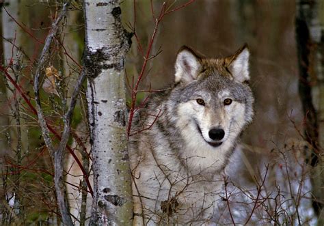 Gray Wolves | Good Nature Travel Blog