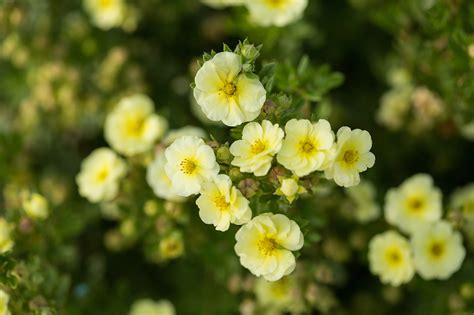 Potentilla Care | Plant Addicts