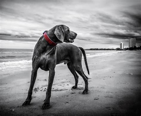 Weimaraner Dog Beach - Free photo on Pixabay