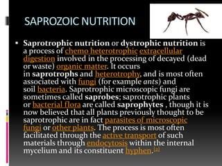 Nutrition in living organisms | PPT