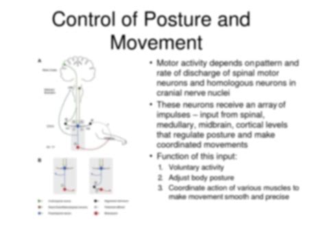 SOLUTION: Motor system and equilibrium physiology - Studypool