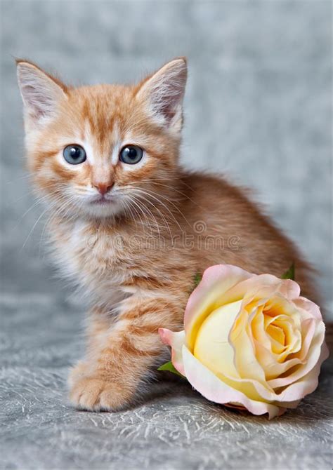 Ginger tiger-kitten. A ginger blue-eyed kitten, with a rose , #AD, # ...