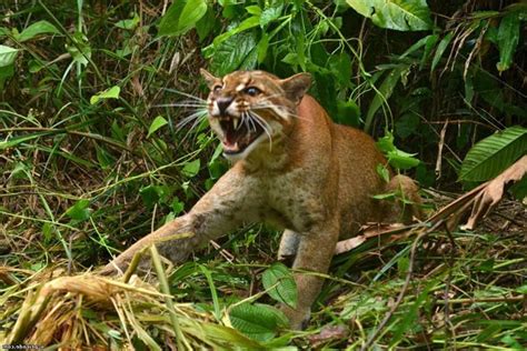 Bay cat – a mysterious cat from Borneo | DinoAnimals.com