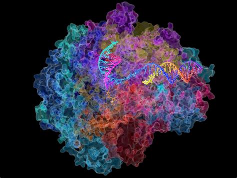 RNA Polymerase II | NIGMS-funded researchers led by Roger Ko… | Flickr