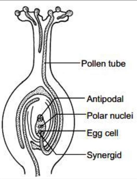 Diagram Of A Pistil