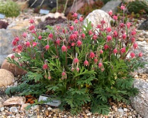 Prairie Smoke, Geum triflorum – Wisconsin Horticulture