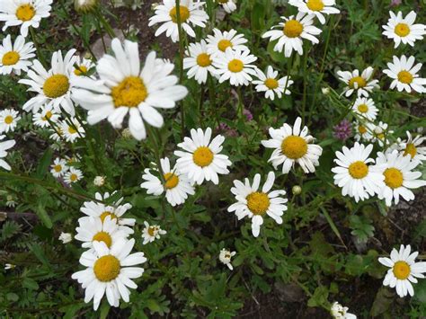 Ox-eye daisy, Simple Beauty with Edible Leaves and Flowers - Eat The Planet