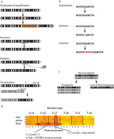 Mutation types in breast cancer. Structural variants or rearrangements... | Download Scientific ...