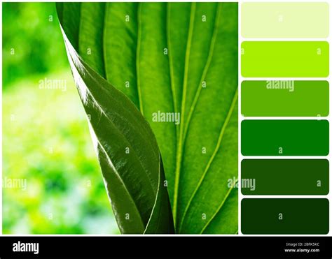 Fresh green leaf and palette of colors Stock Photo - Alamy