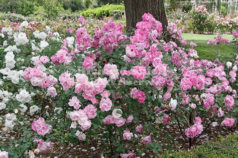 24121-CGD Brilliant Pink Iceberg Rose, Rosa hybrid, floribunda, at ...