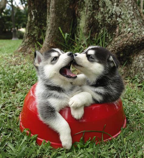 Husky puppies stock image. Image of fight, brown, intelligent - 1102695