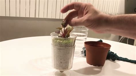 Rex Begonia Propagation Didn’t Like Perlite!!! - YouTube Self Watering ...