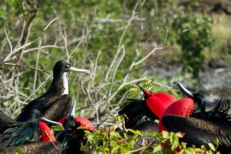 11 Amazing Creatures You'll Meet in the Galapagos | OARS