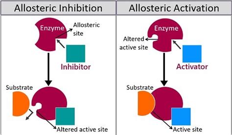 Enzyme Active Site Allosteric Site