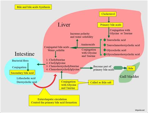 Urine Analysis: Part 30 – Bile Salts in The Urine (Bile Acid Metabolism) – Labpedia.net