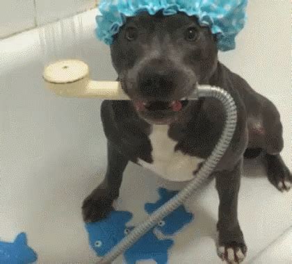 Baie GIF - Dog Bath PitbulTakingAShower - Discover & Share GIFs