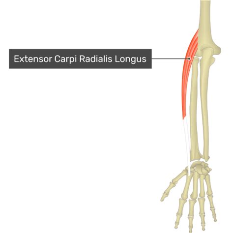 Extensor Carpi Radialis Longus | GetBodySmart