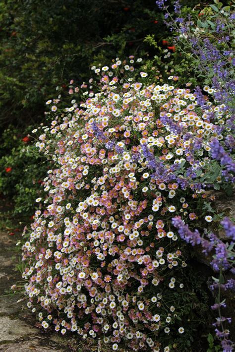 Erigeron karvinskianus – Ballyrobert Gardens