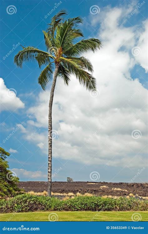 Palm Tree In Kona On Big Island Hawaii With Lava Field In Background Stock Image - Image of maui ...