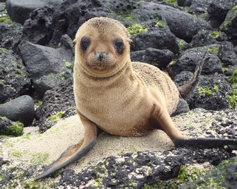 Download wallpaper 1280x1024 sea lion, galapagos islands, look standard ...