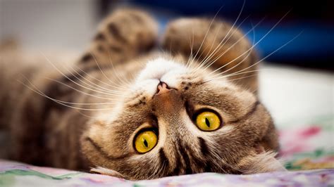 Yellow Eyes Cat Lying On Bed - High Definition Wallpapers - HD wallpapers