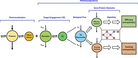 Transitioning from Basic toward Systems Pharmacodynamic Models: Lessons from Corticosteroids ...