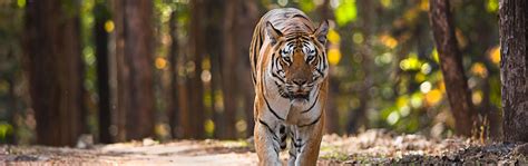 Pench Online Safari Booking | Pench National Park