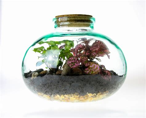 Small Wide Neck Closed Glass Bottle Terrarium 5 litre for indoor plants ...