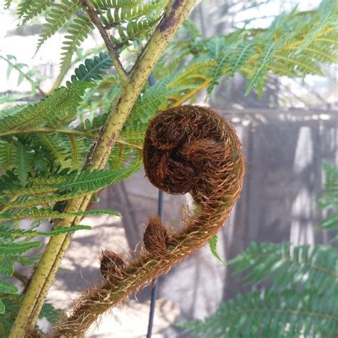 Cyathea australis - Australian Tree Fern - Mid Valley Trees