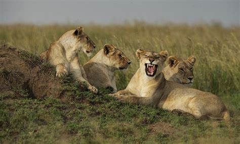 Stunning photographs of lions in their natural habitat | Daily Mail Online