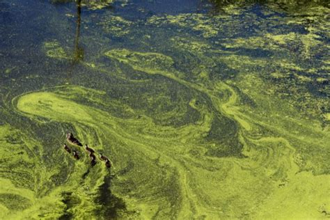 A Guide to Types of Pond Algae | The Goldfish Tank