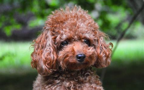 Teacup Poodle: Dog Breed Guide - Dog Academy