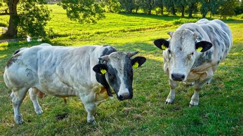 Belgian Blues Will Blow Your Mind, These Cows Are Totally Ripped