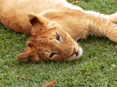 Lion Cub Lying Flat Free Stock Photo - Public Domain Pictures