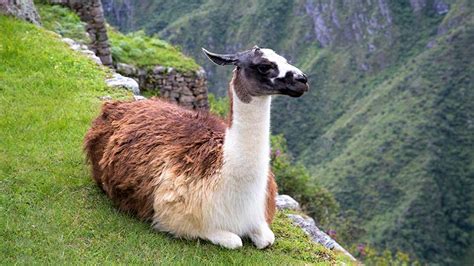 Awesome Native Animals of Peru | Blog Machu Travel Peru