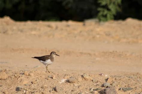 Israel national bird Stock Photos, Royalty Free Israel national bird Images | Depositphotos