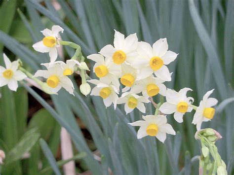 My favorite plants: N is for Narcissus | The Daily World