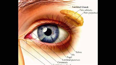 Eyeball Diagram Simple