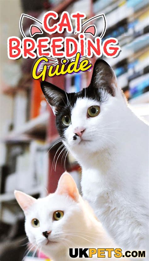 Cat breeding guide – Artofit