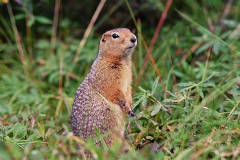 Arctic Ground Squirrel: This Is The Toughest Squirrel Species Ever – Animal Encyclopedia