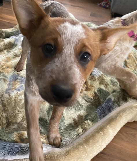 Australian Red Heeler Puppies For Sale | San Diego, CA #320383