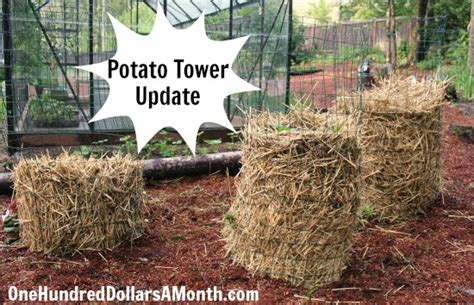 DIY Potato Tower Update