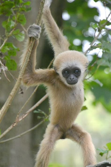 Gibbon - ZooBorns - FeedPuzzle | Zooborns, Gibbon, Animals beautiful