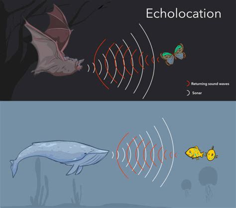 Bat Echolocation stock vectors - iStock