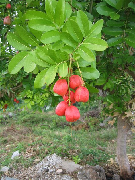 Plant Spotlight: Ackee - Edison and Ford Winter Estates