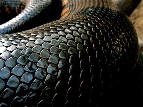 anaconda skin | Google images, Anaconda, Snake