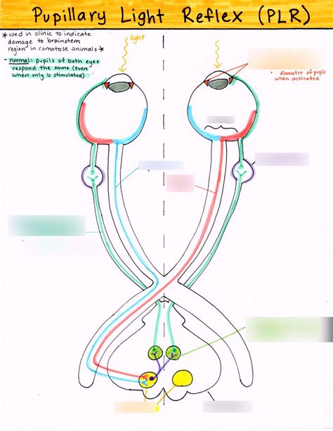 pupillary light reflex Diagram | Quizlet