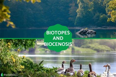 Biotopes and Biocenosis - Definition and Differences With Examples